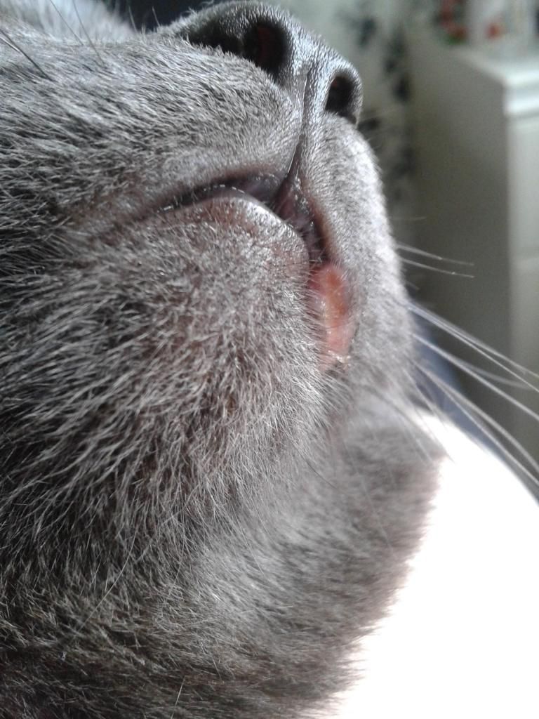 CAT Help! Sore/ulcer infected lip/cut Reptile Forums